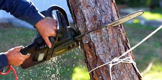 Best Tree Health Inspection  in Brentwood, CA