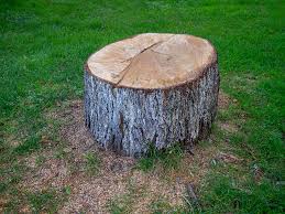 How Our Tree Care Process Works  in  Brentwood, CA