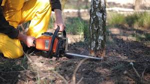 Best Tree Preservation Services  in Brentwood, CA