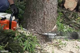 Best Hazardous Tree Removal  in Brentwood, CA