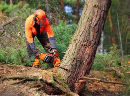 Best Lawn Pest Prevention  in Brentwood, CA