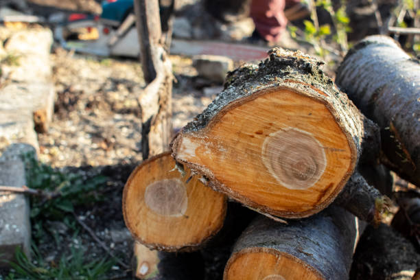 Best Fruit Tree Pruning  in Brentwood, CA