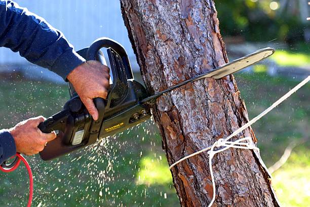 Best Lawn Maintenance Plans  in Brentwood, CA