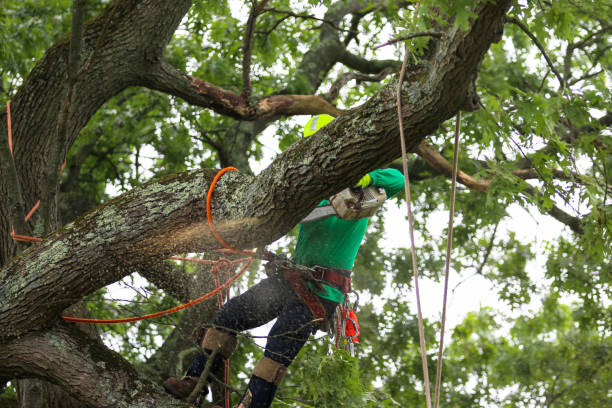 Best Root Management and Removal  in Brentwood, CA