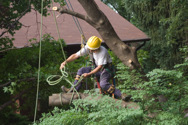 Best Tree Removal  in Brentwood, CA