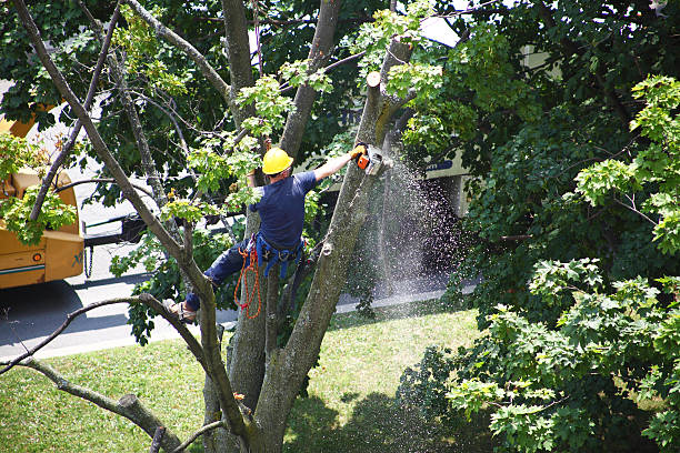 Best Arborist Consultation Services  in Brentwood, CA