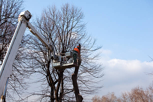Trusted Brentwood, CA Tree Care Experts