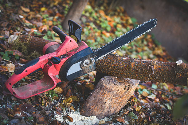 Best Stump Grinding and Removal  in Brentwood, CA